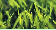 Image of a grass lawn